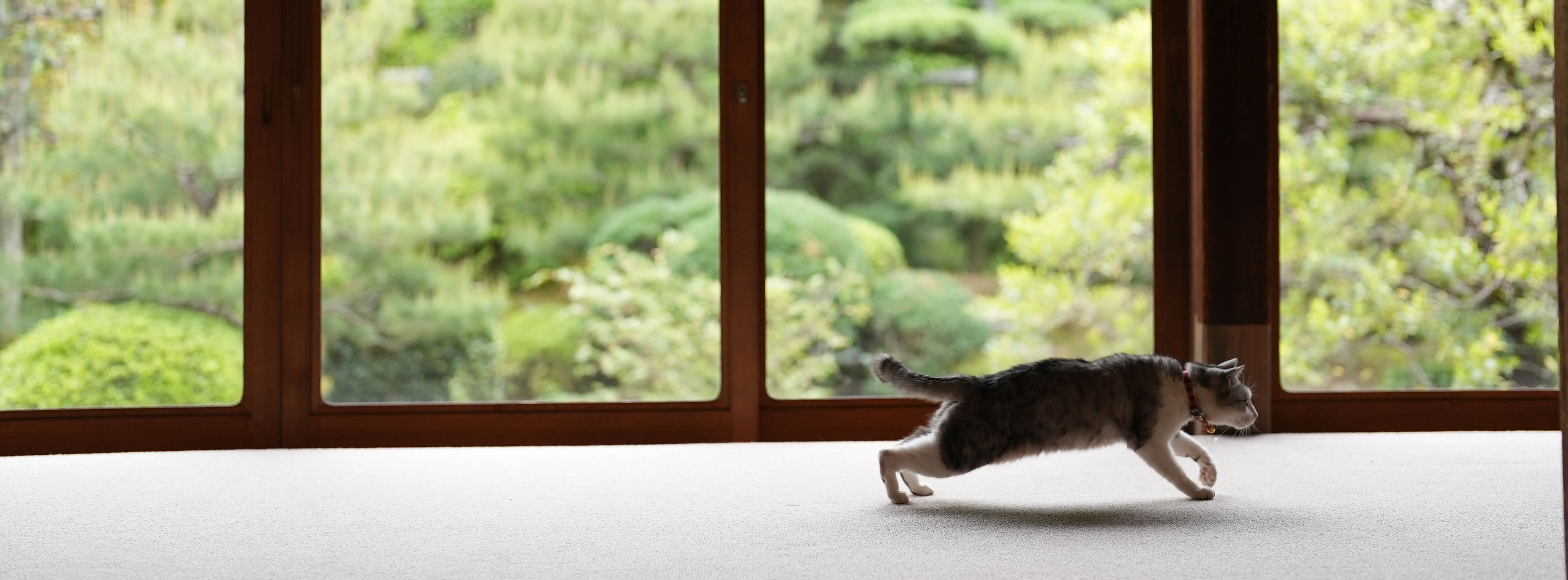 Temple cat running across tatami floor at Jusho-in, Kyoto